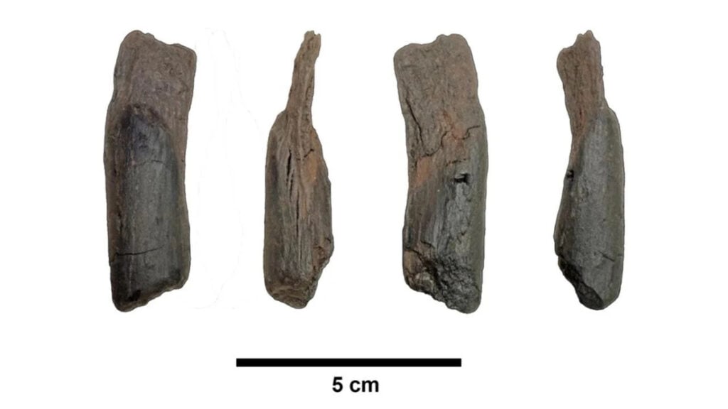 The World's Oldest Wooden Toolkit