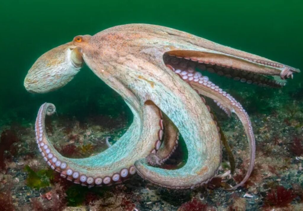 2025 Year of the Octopus