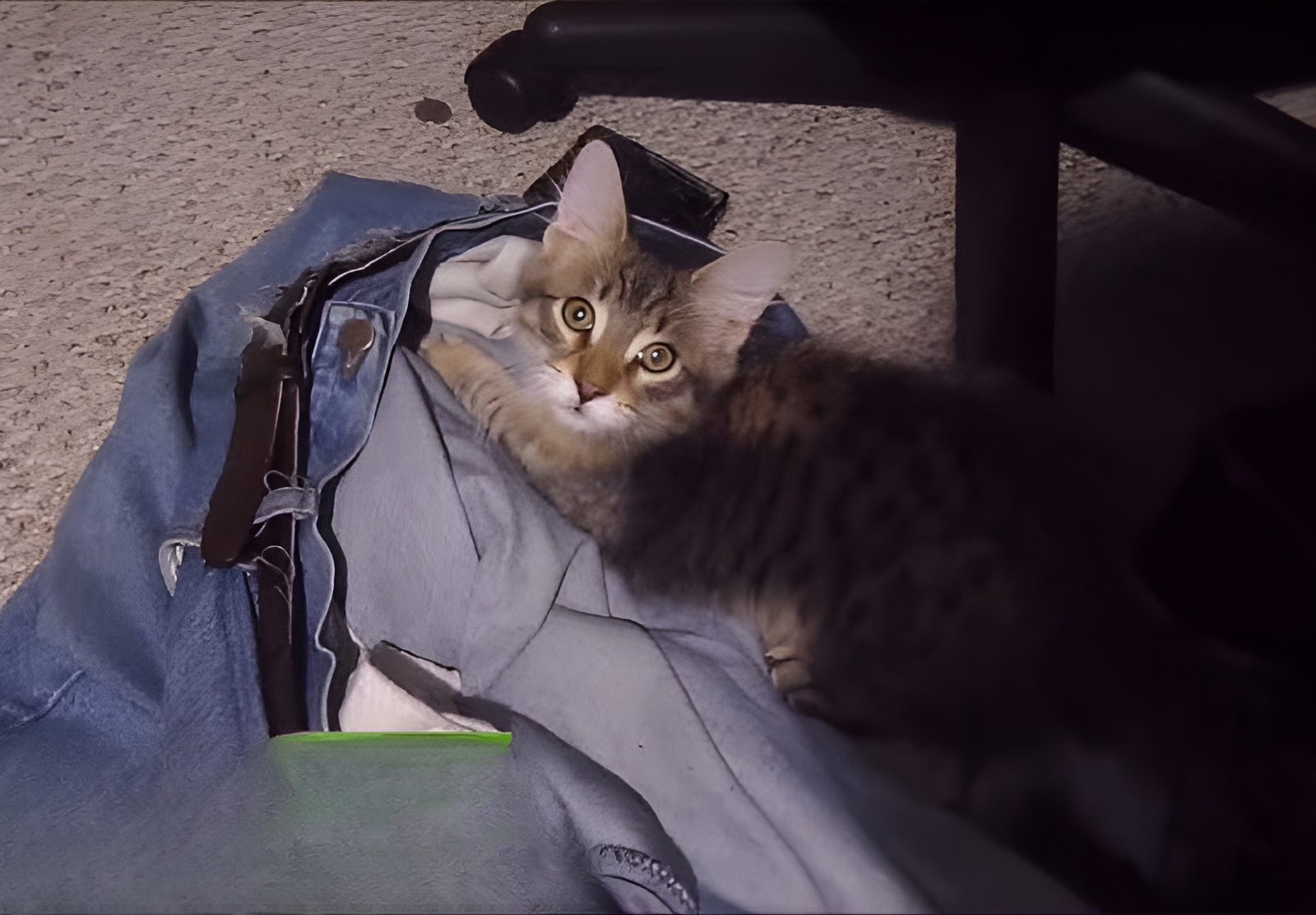 Cunning ‘Cat Burglar’