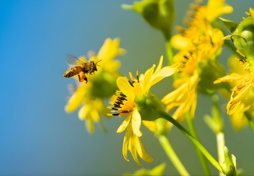 Global Insect Populations Falling Silent
