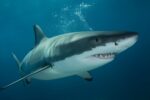 Shark-Proof Science Breakthrough