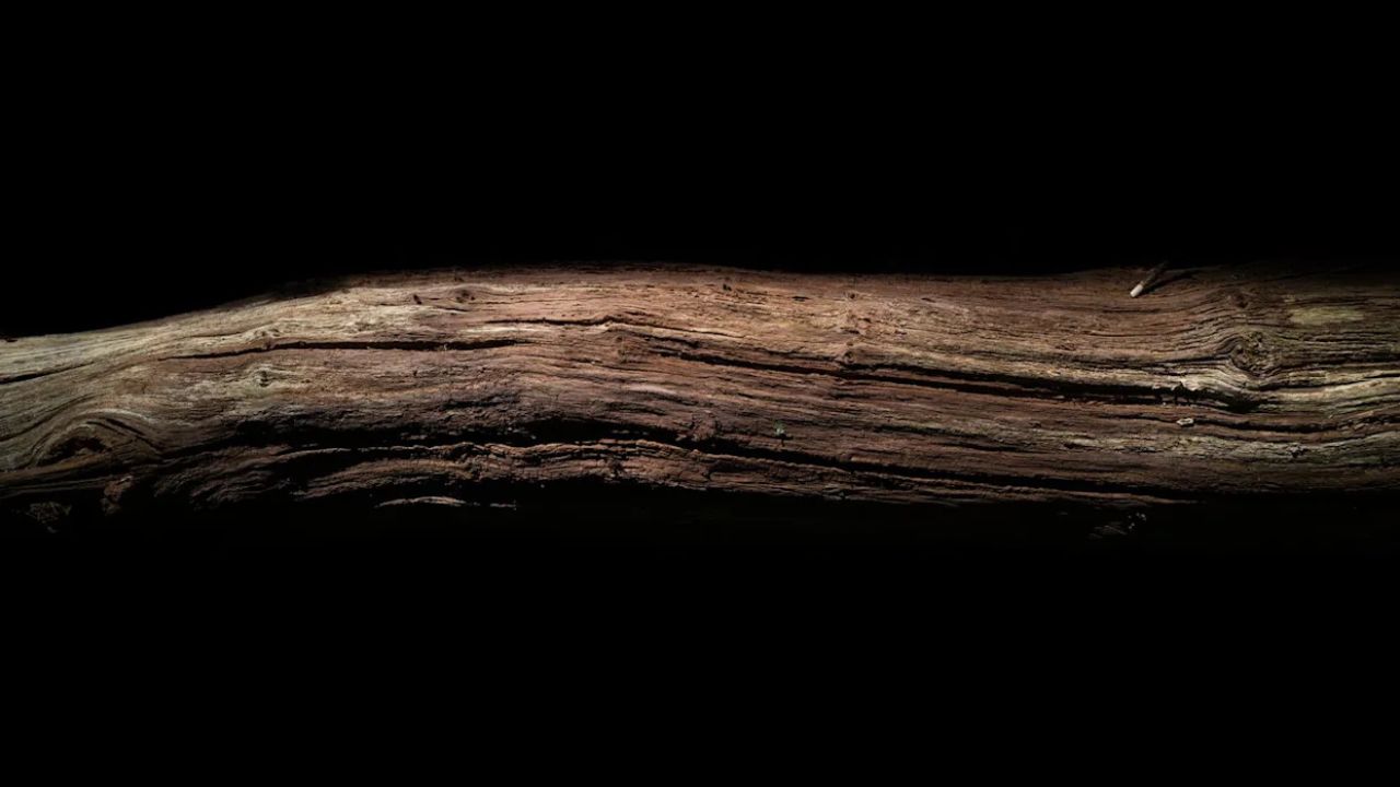 Oldest Wooden Tools Ever Found Rewrite Human History by 40,000 Years