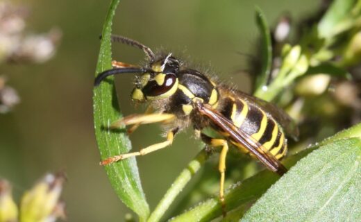 Scientist reveals reason behind sudden disappearance of wasps across Britain