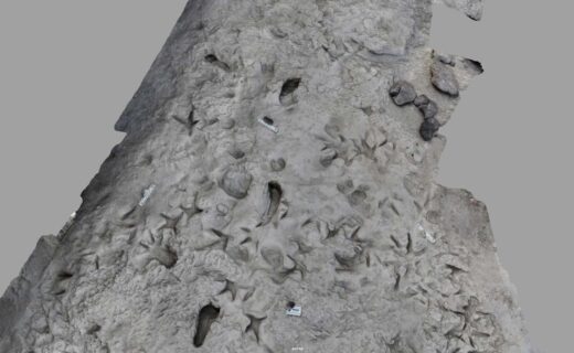 Archaeology breakthrough reveals ancient humans had gender divide after million-year-old footprints unearthed