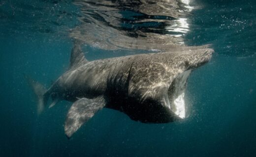 Brave lifeguard 'punched' massive 12ft shark in English Channel as panicked swimmers flee to safety