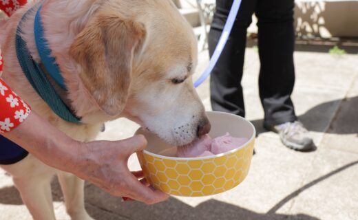 'Instagrammable' pets fuelling suffering as owners chase extreme looks, charity warns