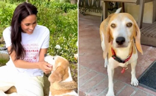 Harry and Meghan's beloved ‘royal’ dog Mia celebrated after extraordinary rescue