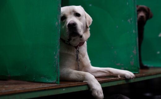 Scientists publish landmark study on how dogs can distinguish between human emotions