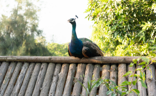 Council row erupts over 'nuisance' peacocks roaming Norfolk village