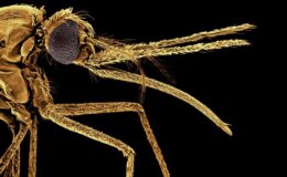 British scientists crack single-dose malaria cure as resistance to current drugs soars