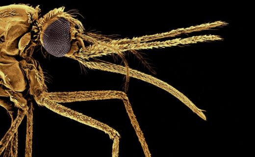 British scientists crack single-dose malaria cure as resistance to current drugs soars