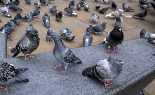 Green councillors consider pigeon contraception to tackle bird droppings problem