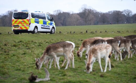 Richmond Park stag shot dead after wild animal injures man eating picnic