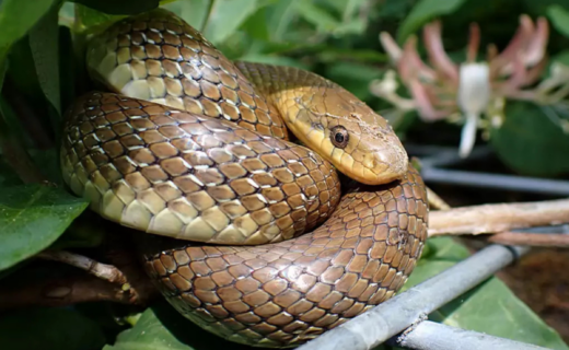 Pensioner left stunned after three-foot snake found curled up in his toilet