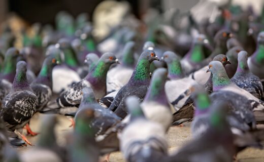 Pensioner, 78, faces prison after council prosecutes grandfather for refusing to stop feeding pigeons