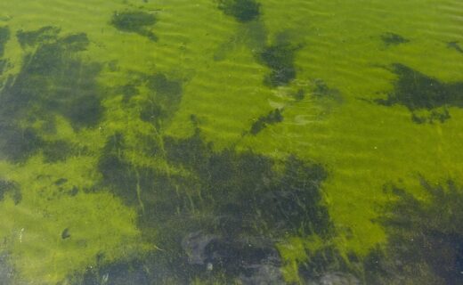 Swimmers issued urgent warning over toxic algae at London bathing spot
