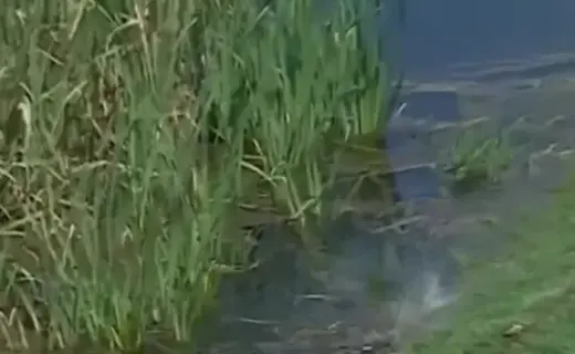 Golf star left stunned after fish EATS his ball during LIV Golf tournament