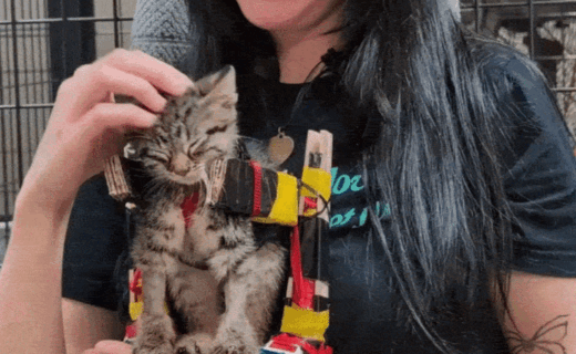 Adorable disabled kitten able to walk again after being given wheelchair made of toy cars