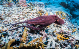 Italy unleashes 'octopus army' to battle devastating crab invasion
