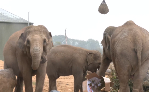 WATCH: GB News joins keepers at Whipsnade Zoo for their annual animal weigh-in