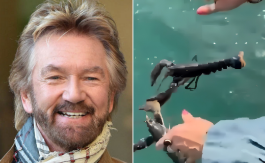 Noel Edmonds branded 'clueless' as he sparks fury with 'cruel' live lobster video