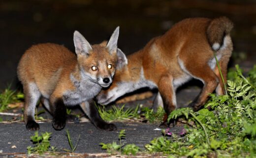 Fox sneaks into home and bites sleeping baby’s head in ‘absolutely horrifying’ attack