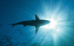 Huge shark spotted in English Channel as lifeguards rush to get swimmers out of the water