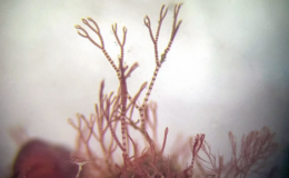 Scientists explain mystery of elusive 'pink zebra' seaweed in British waters