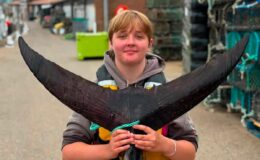 Giant bluefin tuna caught off UK coast for first time in 60 years