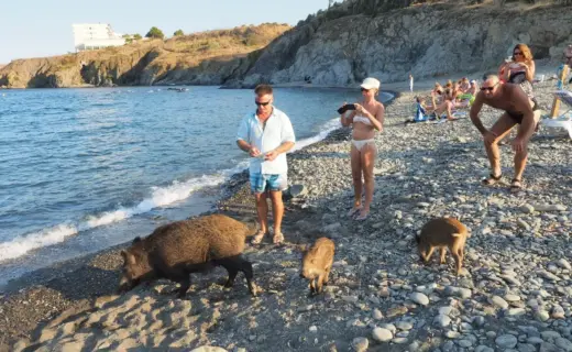 Stunned beachgoers come face-to-face with wild boars in popular tourist hotspot