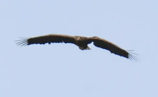 'Death-defying' eagle spotted soaring over Scotland three years after breaking wing in horror nest fall