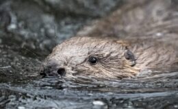 Beavers released into wild on Exmoor form blossoming bond