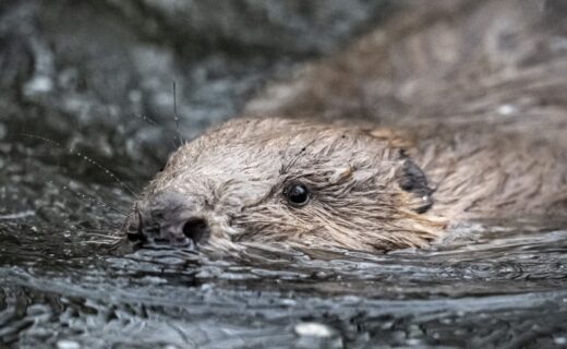 Beavers released into wild on Exmoor form blossoming bond