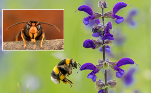 Britain’s 'national bee unit' in battle to save pollinator from deadly yellow-legged hornets