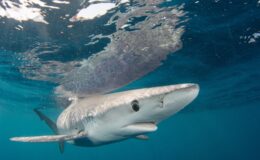 Scientists lift lid on lives of three of Britain's most vulnerable shark species