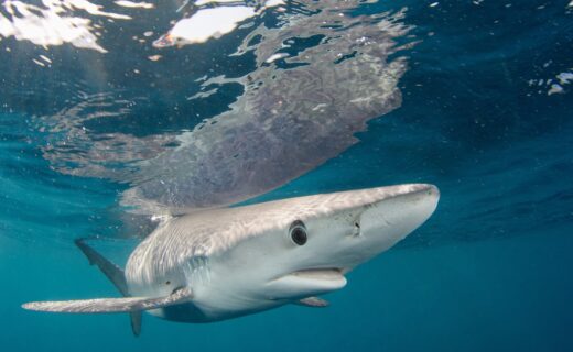 Scientists lift lid on lives of three of Britain's most vulnerable shark species