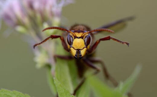 Parkrun cancelled after swarm of hornets sparks chaos with runner rushed to hospital