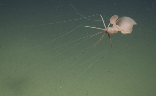 Bizarre creature caught on film for first time ever lurking miles below surface of sea