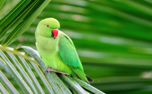 Parakeets found dead in London park after birds 'killed by catapults'