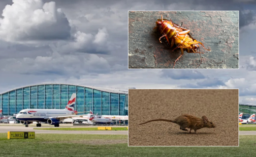 Heathrow 'infested with rats and cockroaches' as airport's cleanliness under intense scrutiny