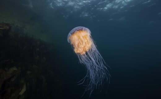 Mammoth jellyfish with 'bus-sized' tentacles spotted off Welsh coast