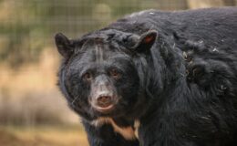 Briton saves five bears from cages in South Korean camp in extraordinary rescue mission
