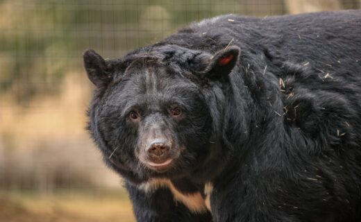 Briton saves five bears from cages in South Korean camp in extraordinary rescue mission
