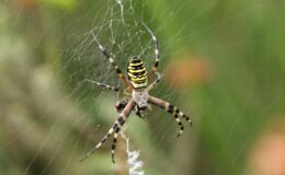 'Credit card-sized' wasp spider that can hide in plain sight is spreading across England