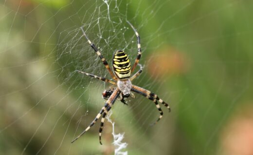 'Credit card-sized' wasp spider that can hide in plain sight is spreading across England