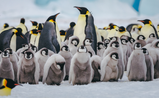 Science breakthrough sees experts track emperor penguins from SPACE for the first time ever